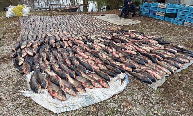 Велика кількість незаконно виловленої риби на березі Південного водосховища, поруч люди та ящики для риби