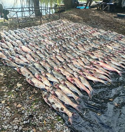 Незаконно виловлена риба розкладена рядами на чорному брезенті біля водойми у Криворізькому районі