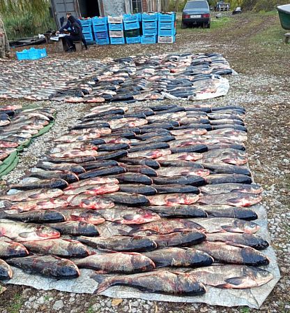 Понад 6 тонн незаконно виловленої риби виявили біля Південного водосховища — риба розкладена рядами поруч із ящиками