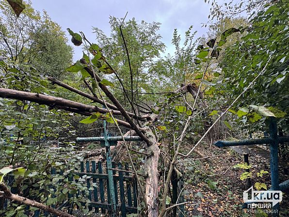 Большой поваленный ствол дерева перегородил пространство между могилами и кустарниками на Северо-Долгинцевском кладбище
