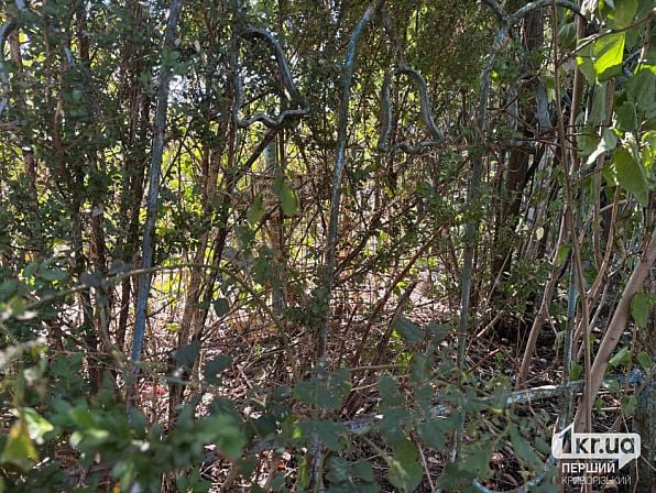 Могилы Ново-Парадовского кладбища, заросшие густыми кустами