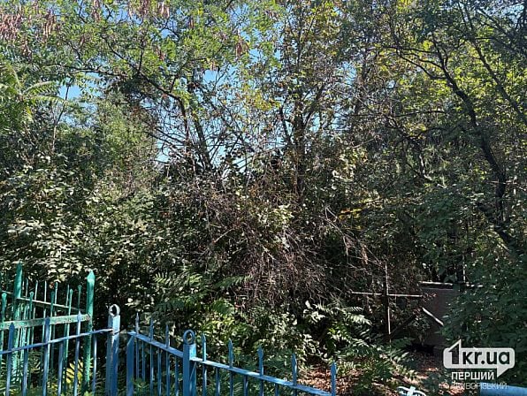 Густые деревья и кусты закрывают могилы на Ново-Парадовском кладбище