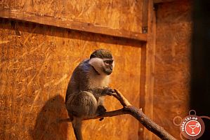 Выставка карликовых обезьянок