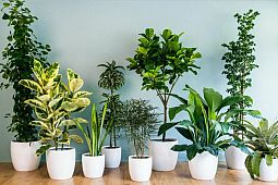 Главные правила весеннего ухода за комнатными растениями