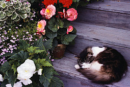 Комнатные цветы и домашние животные: топ-10 растений для безопасного соседства