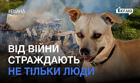 Як криворізькі волонтери прихистили тварин з прифронтових міст | 1kr.ua