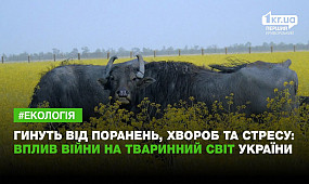Гинуть від поранень, хвороб та стресу: вплив війни на тваринний світ України | 1kr.ua