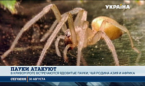 Какие пауки в Украине несут смертельную опасность?