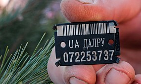 Новогодние елки в Кривом Роге законны 17.12.2016 | 1kr.ua