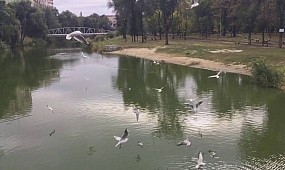 SlowMo of birds in the park (Кривой Рог)