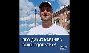 Через обстріли Херсонщини дикі кабани прийшли у Зеленодольськ |1kr.ua