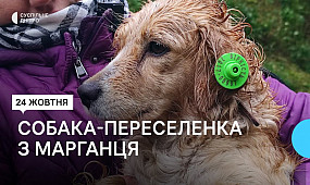 У дніпровському притулку живе врятована з Марганця собака