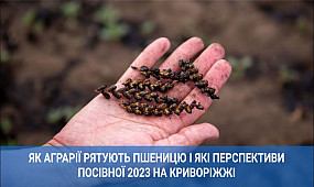 Як аграрії рятують пшеницю і які перспективи посівної 2023 на Криворіжжі | 1kr.ua