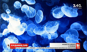 У Дніпрі з’явилися прісноводні медузи: що це означає для екосистеми
