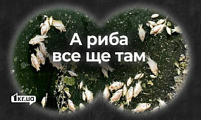 Чому загинула риба в одному з криворізьких каналів | 1kr.ua