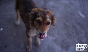 Новости: стерилизация собак под Кривым Рогом | 1kr.ua