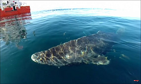 500-летняя акула и еще 5 долгожителей животного мира