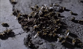 В Криворожском районе массово гибнут пчелы | 1kr.ua