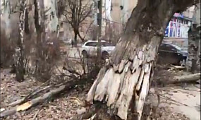 На проспекте Гагарина упало дерево