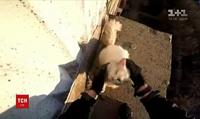 У Кривому Розі чоловік урятував кота, що помирав від голоду на піддашку