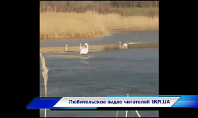 Стая лебедей осталась зимовать на пруду в поселке имени Горького