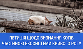 No comment: петиція щодо визнання котів частиною екосистеми Кривого Рогу | 1kr.ua