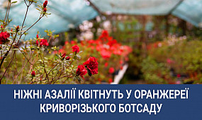 Ніжні азалії квітнуть у оранжереї криворізького ботсаду | 1kr.ua