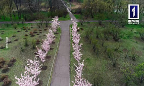 Без коментарів: у ботанічному саду Кривого Рогу квітнуть сакури